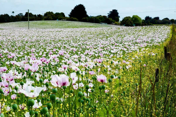 Poppy Field Tasmania Australia — Stock Photo, Image