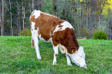 Bavyera 'daki Fleckvieh İneği (Benzer) - Almanya