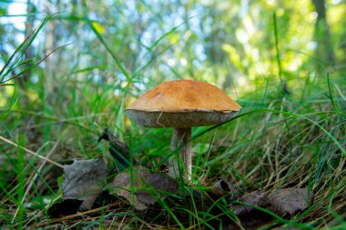 Birch Bolete Mantarı (Leccinum Scabrum)