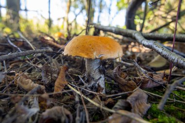 Birch Bolete Mantarı (Leccinum Scabrum)