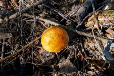 Birch Bolete Mantarı (Leccinum Scabrum)