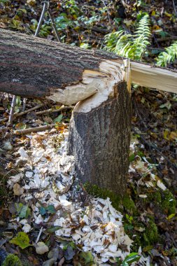Bir Kunduzun Ağaca Verdiği Hasar