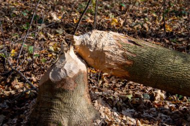 Bir Kunduzun Ağaca Verdiği Hasar