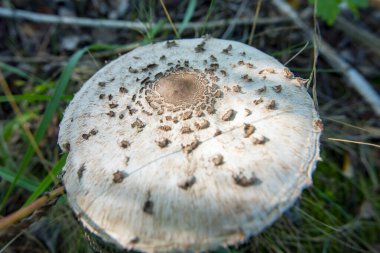Tarlada Şemsiye Mantarı (Macrolepiota Procera)