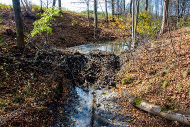 Nehirdeki Kunduz Barajı