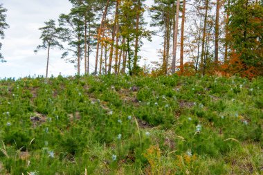 Çam Tarlası İnşaat Kerestesi İçin Hazırlandı
