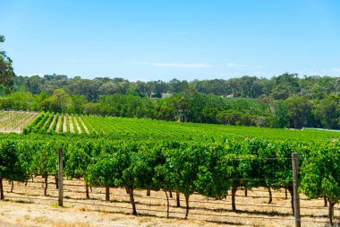 Batı Avustralya 'da Cabernet Franc Vineyard