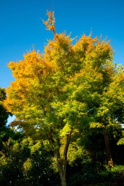 Senkaki Japon Akçaağaç Mercan Ağacı)