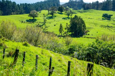 Kuzeydoğu Bölgesi Yeşil Çayırı - Yeni Zelanda