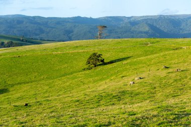 Kuzeydoğu Bölgesi Yeşil Çayırı - Yeni Zelanda
