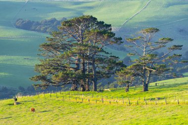 Kuzeydeki Sığır Otlağı - Yeni Zelanda
