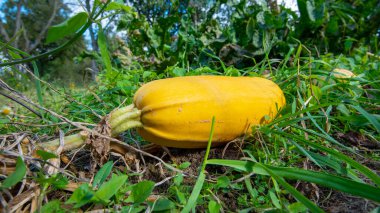 Spagetti squash Bahçe