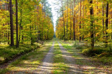 Tek şeritli Kırsal Ülke Yolu