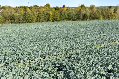 Tarladaki Brokoli Çiftliği