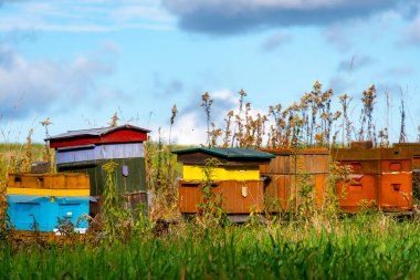 Tarlada arı kovanları