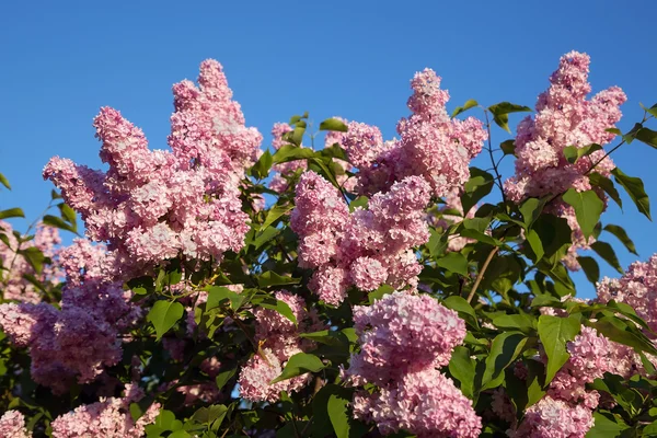 Branches lilas en fleurs — Photo