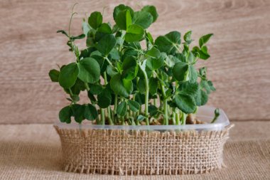 Cam masaya yansıyan taze mikro yeşiller. Sağlıklı salata için lahana filizleri yetiştiriyorum. Doğru beslenmek, genç kalmak ve modern restoran mutfağı konsepti