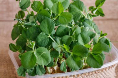 Cam masaya yansıyan taze mikro yeşiller. Sağlıklı salata için lahana filizleri yetiştiriyorum. Doğru beslenmek, genç kalmak ve modern restoran mutfağı konsepti