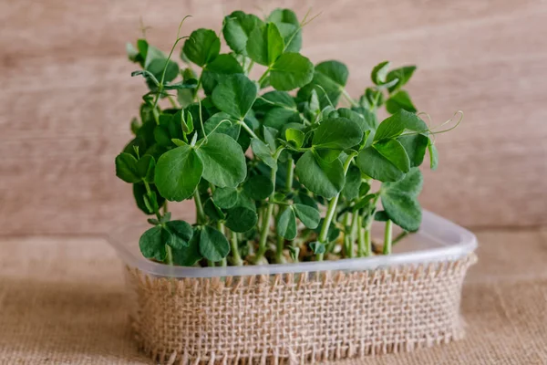 Färska Mikrogröna Som Reflekteras Glasbordet Odla Kålgroddar För Hälsosam Sallad — Stockfoto