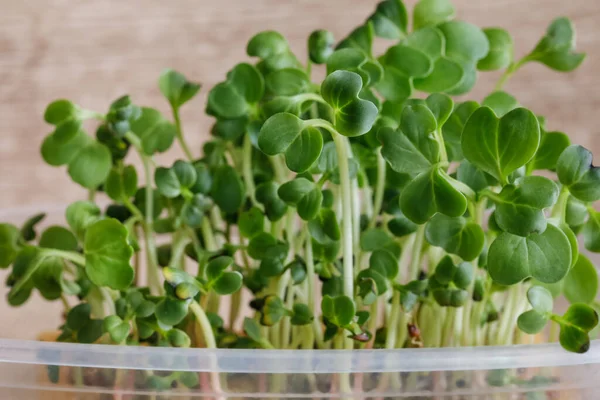 Mikrogrönt Rädisa Groddar Plastbehållare Selektivt Fokus Grunt Skärpedjup — Stockfoto