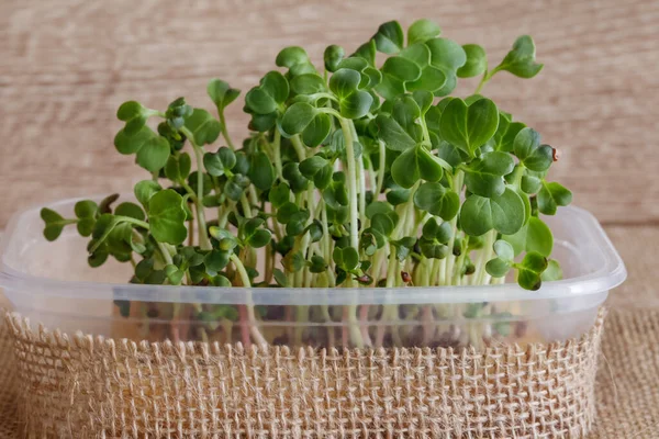 Mikrogrönt Rädisa Groddar Plastbehållare Selektivt Fokus Grunt Skärpedjup — Stockfoto