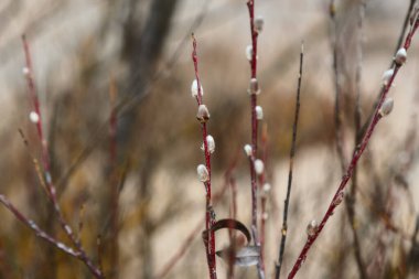Tender willow twigs in nature with a blurred background 