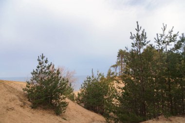 Dunes of the Baltic Sea with young pine trees on a cloudy day 