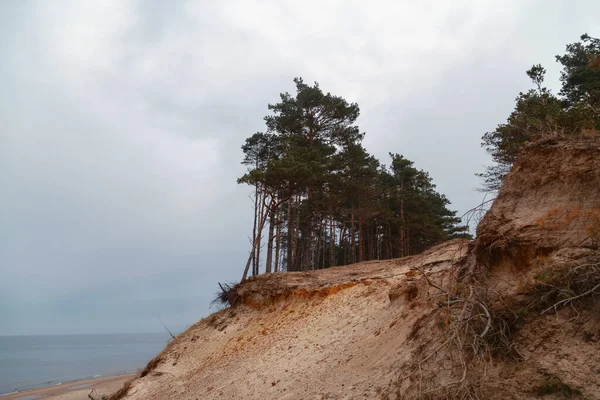 Baltic sea coast in cloudy weather, steep sandy cliff with pine trees 