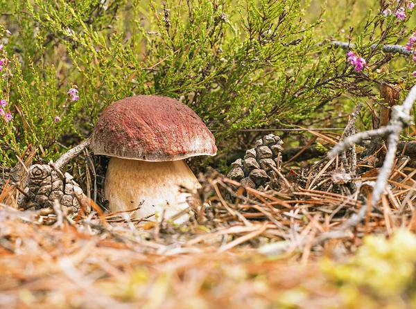 버섯 boletus — 스톡 사진