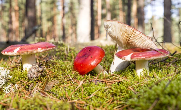 Russules en el bosque — Foto de Stock