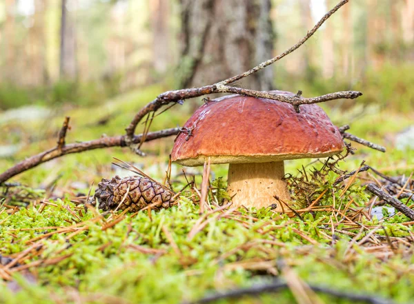 Boletus onder fir branch — Stockfoto