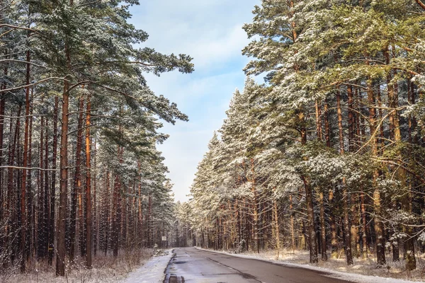 Pines along the country road — Stock Photo, Image