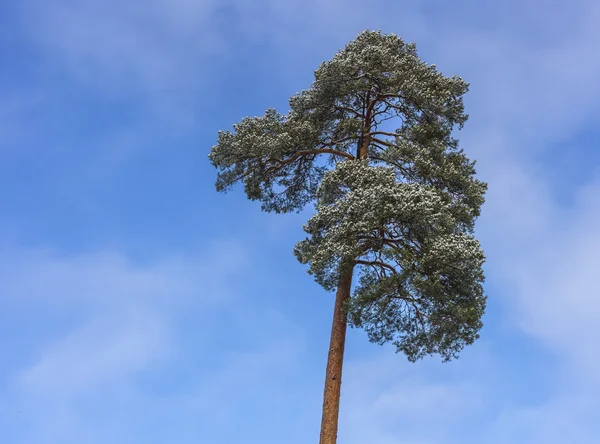 Crown of a pine tree on blue sky background — Stock Photo, Image