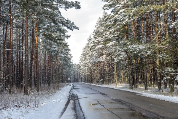 Forest road on a cloudy winter day — Stock Photo, Image