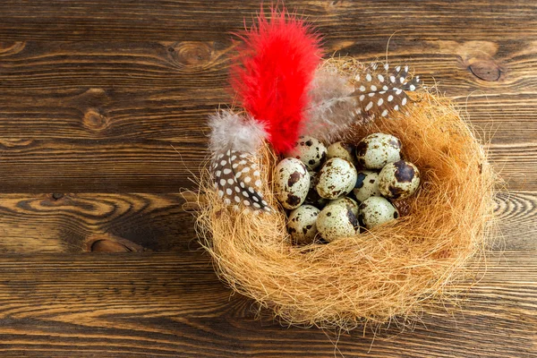 Nest with quail eggs — Stock Photo, Image