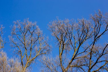 Çıplak mavi gökyüzü, doğa bahar arka plan karşı bir ağaç dalı