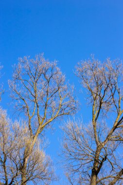 Çıplak mavi gökyüzü, doğa bahar arka plan karşı bir ağaç dalı