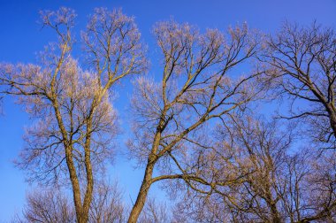 Çıplak mavi gökyüzü, doğa bahar arka plan karşı bir ağaç dalı