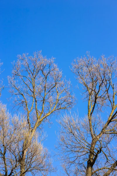 Bare branches of a tree against blue sky, nature spring background — Stock Photo, Image