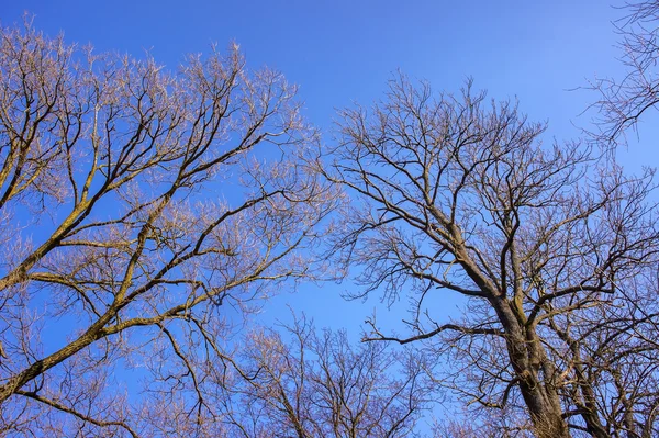 Bare branches of a tree against blue sky, nature spring background — Stock Photo, Image