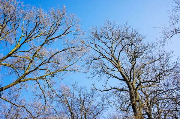 Bare branches of a tree against blue sky, nature spring background — Stock Photo, Image