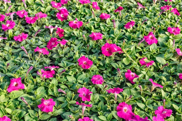 Färgbild av plantor — Stockfoto