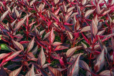 çiçek fidesi tencere