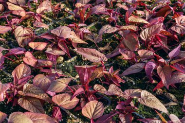 çiçek fidesi tencere