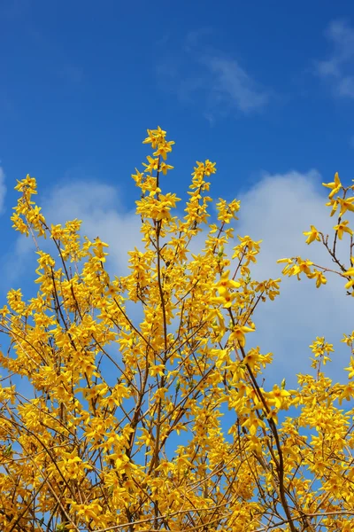 Yellow rhododendron flowers — Stock Photo, Image