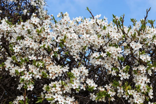 Petites fleurs blanches — Photo