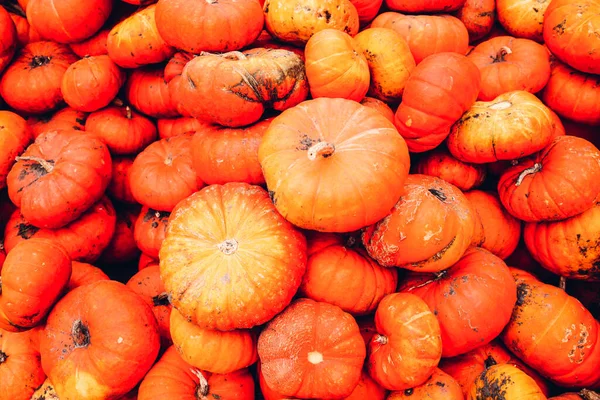 Calabazas Calabazas Mercado Agricultores Locales —  Fotos de Stock