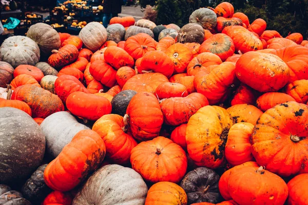 Calabazas Calabazas Mercado Agricultores Locales — Foto de Stock