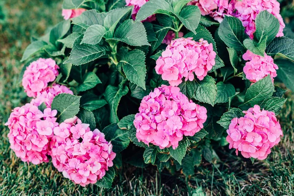 Bahçedeki Pembe Güllerin Manzarası — Stok fotoğraf