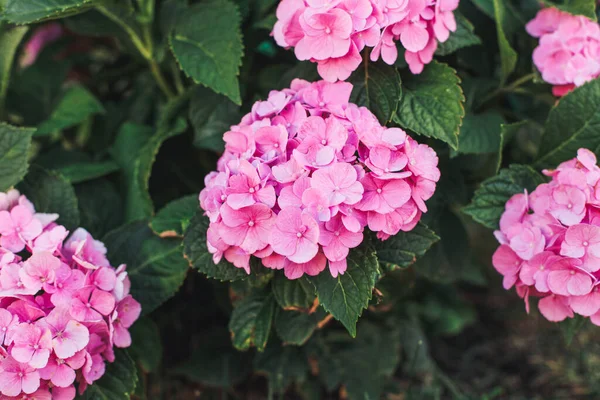 Bahçedeki Pembe Ortanca Çiçeği — Stok fotoğraf